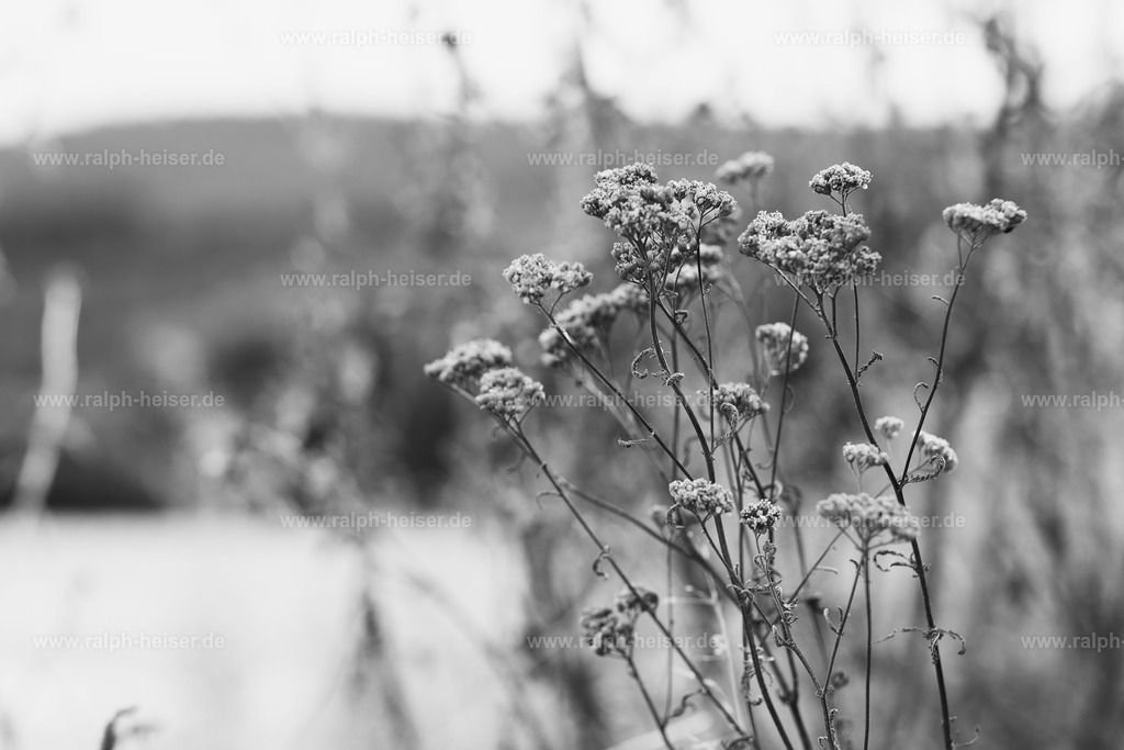 26013 | Wandbilder, Bilder, Fotograf in Marburg, Tierbilder, Wandfotos, Bilder Shop, Günstige Bilder, Schwarz-Weiß Bilder, Ralph Heiser