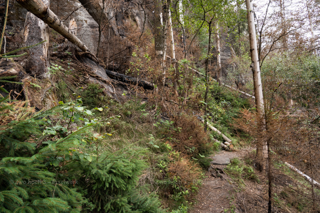 Obere_Affensteinpromenade_Nahe_Siegfried_Bergfried_Waldweg | 2022-09-02_Waldbrandgebiete_2 - Realisiert mit Pictrs.com