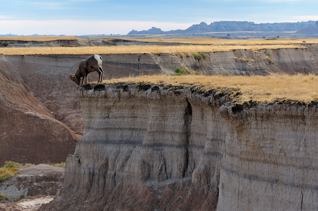 bighorn-sheep-2012-383 | Männliches Dickhornschaf (Ovis canadensis)/Bighorn Sheep bei Interior im Badlands National Park in South Dakota (USA) - Realisiert mit Pictrs.com