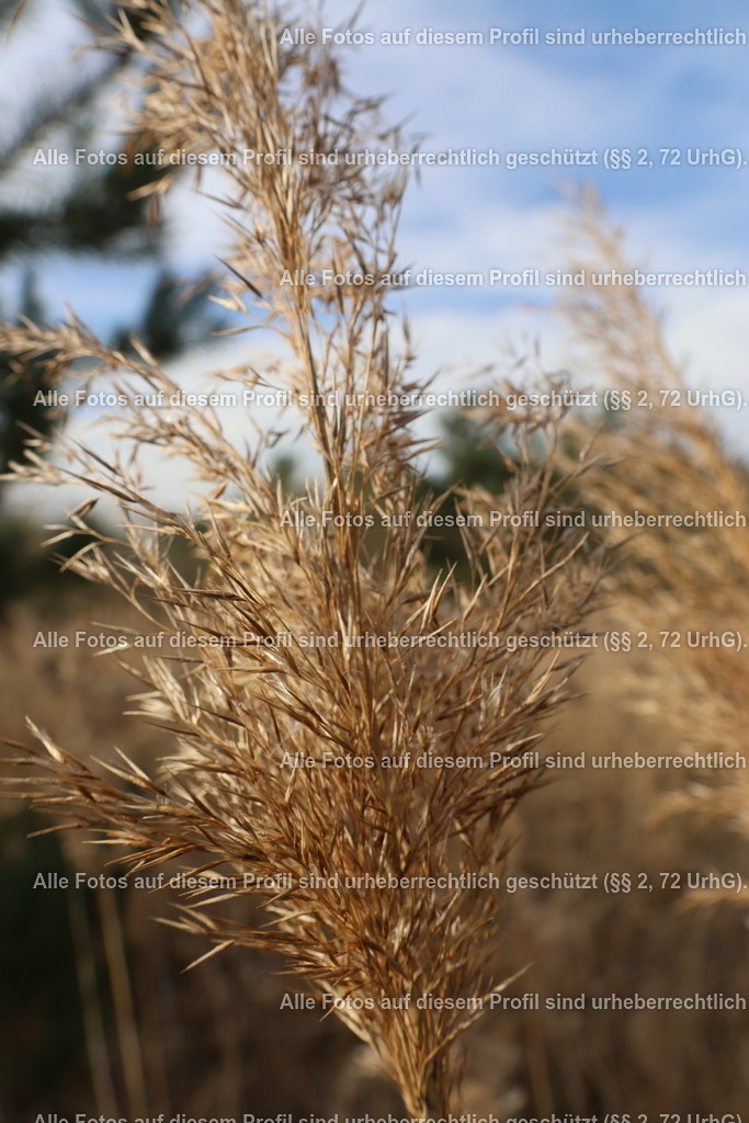 20240326152845_0C4A4242 | krollfotografie - Realisiert mit Pictrs.com