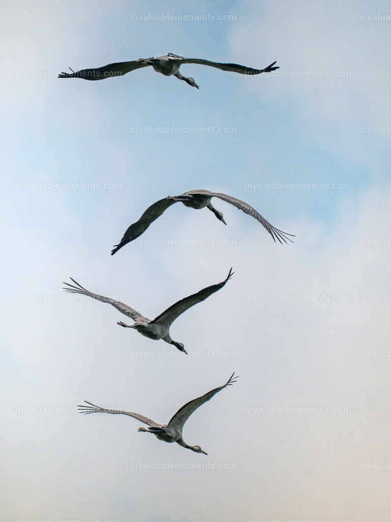 DSC_5229 | invaluablemoments.com - Realisiert mit Pictrs.com