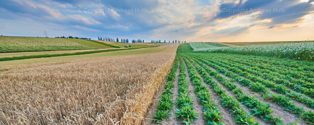 Auf Feldern für Wildpflanzenvermehrung in Grauswitz 04 | Bedeutsame Landschaften Deutschlands - Realisiert mit Pictrs.com