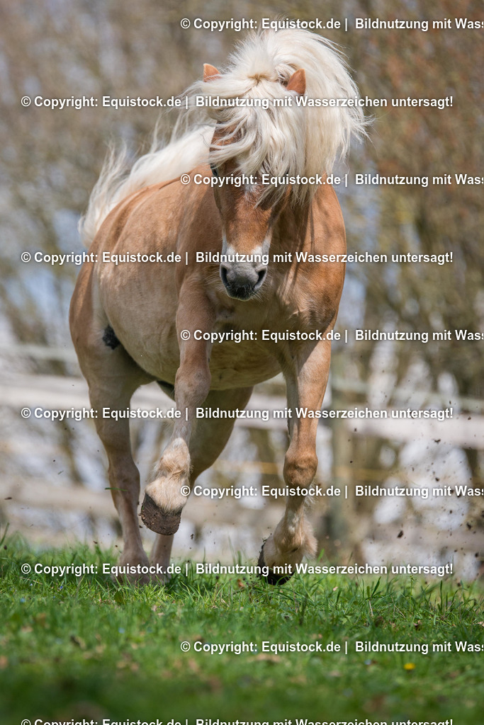 20160414_Haflinger_auf_Weide_0002 | equistock