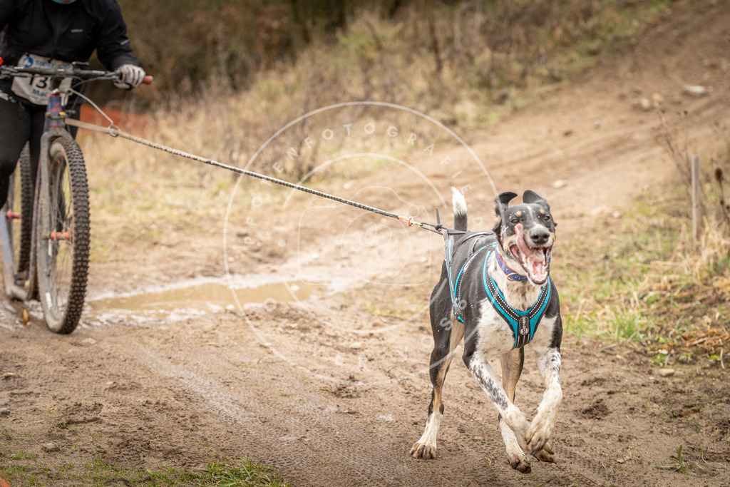 DV3A1513 | Hundefotografie, Tierfotograf, Pfotenfotografie, Fotoshooting Hund, Hunde Portrait, Hundesport, Hundeportraits, Heideshooting, Hunde, Sportfotograf, Hundefotograf, Turnierhundsport, THS,  - Realisiert mit Pictrs.com