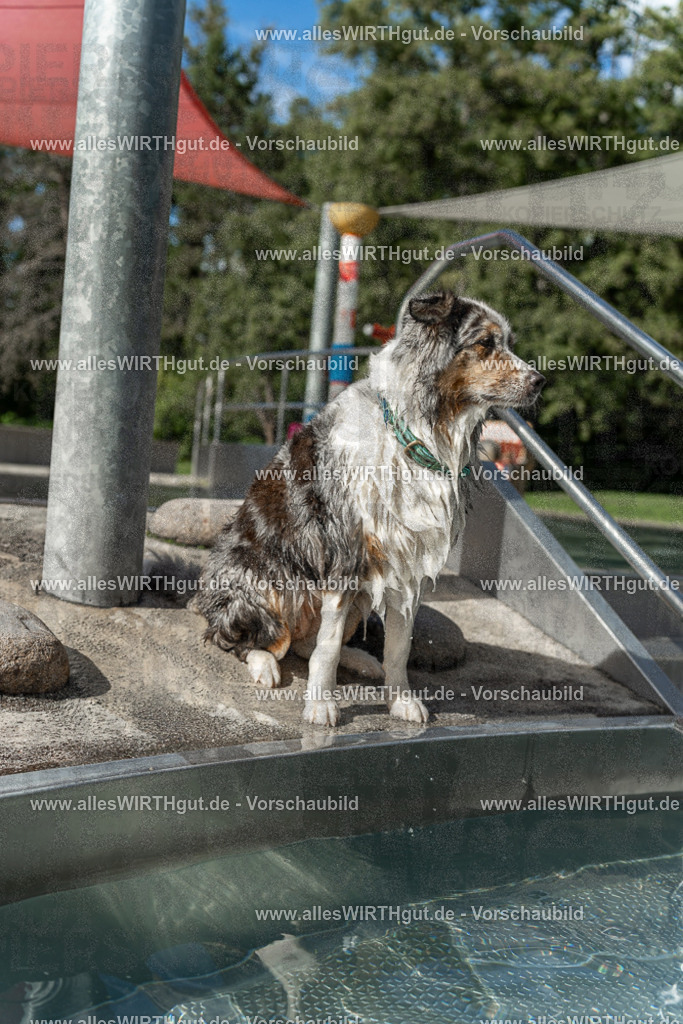 Hundeschwimmen_Volksbad_2026-allesWIRTHgut_Tierfotografie-2609061535-7R501645 | Professionelle Tierfotografie in Mönchengladbach von Daniel Wirth (allesWIRTHgut). Liebevolle & natürliche Bilder von Hunden & Katzen für unvergessliche Erinnerungen.