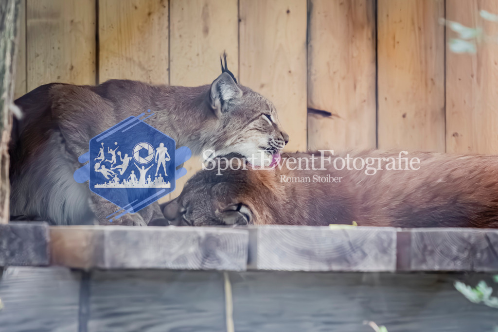 IMG_3782 | SportEventFotografie - Roman Stoiber