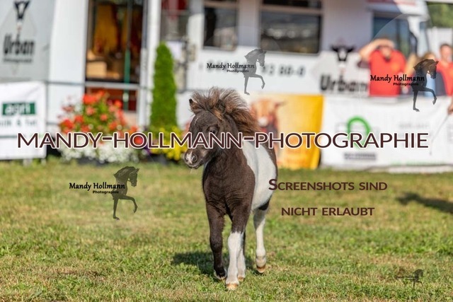 26-8-21 Shetty Fohlen-374 | mandyhollmannphotographie