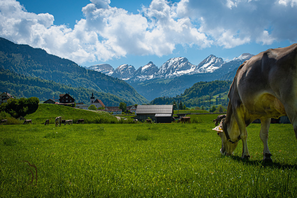 Churfirsten - Toggenburg | Holzisphotography, Landschaftsfotografie, Wildlifefotogorafie - Realisiert mit Pictrs.com