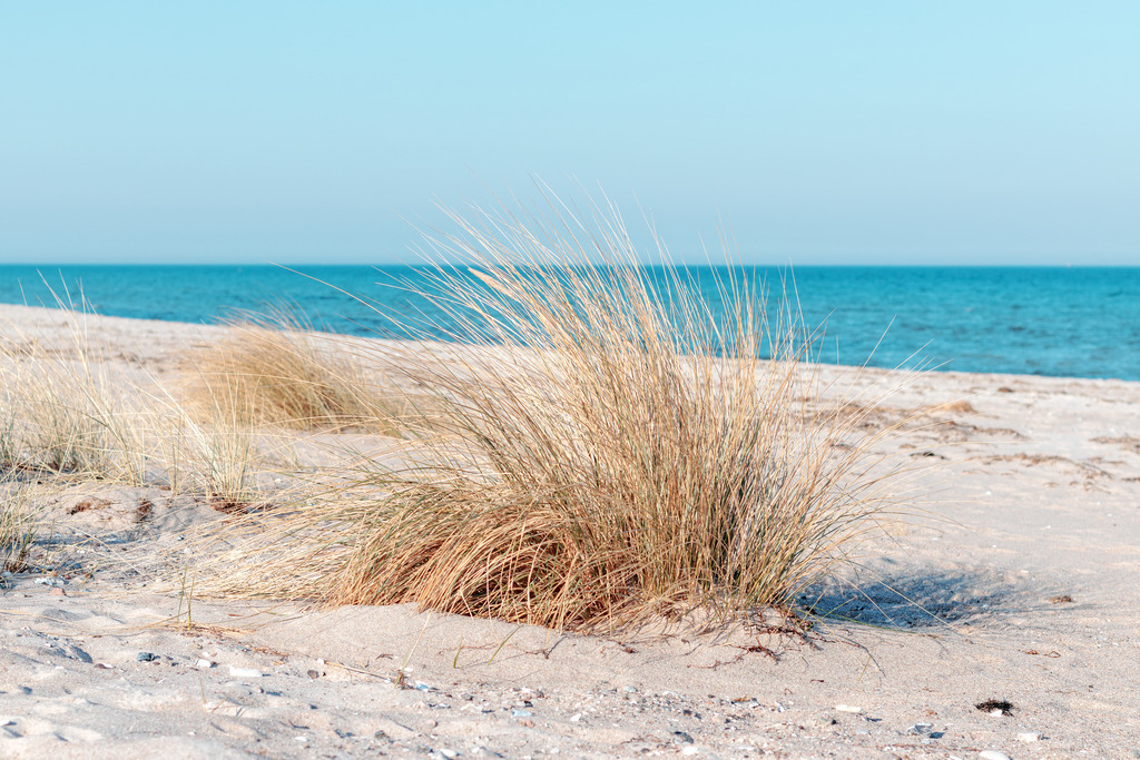 Goldener Strandhafer am Meer – Fotokunst im nordischen Stil | Filigraner Strandhafer wiegt sich sanft im Sand, während der Blick über die weite Küstenlinie bis zum tiefblauen Horizont schweifen kann. Die harmonische Verbindung aus sonnengeküssten Naturtönen und der Ruhe des Meeres verleiht jedem Raum eine edle, maritime Note. Ein Motiv, das Beständigkeit und die sanfte Dynamik der Natur vereint, um eine Atmosphäre von Klarheit und tiefer Entspannung im Wohnbereich zu schaffen.