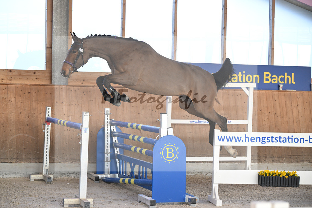 Kat-Nr. 11 Zara von Imhoff v. Catoki_Imhoff_14262188 | hf-fotografie - Realisiert mit Pictrs.com