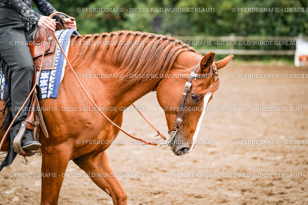 DSC02452 | Pferdegrafie