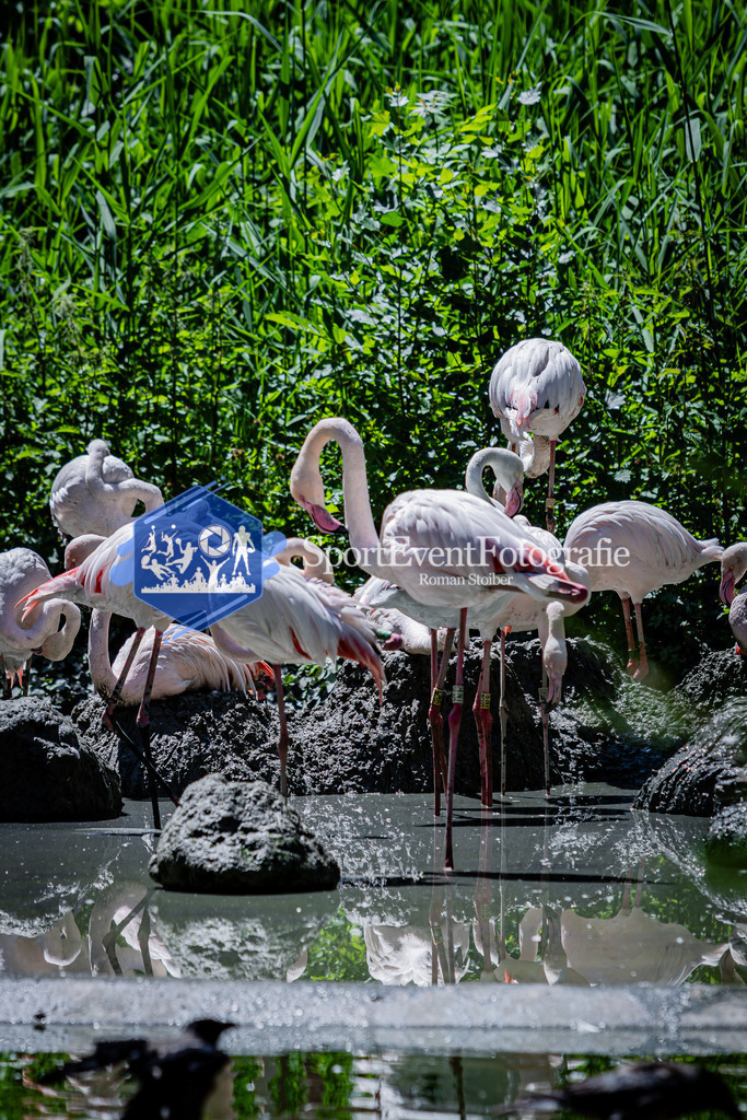 IMG_6283 | SportEventFotografie - Roman Stoiber