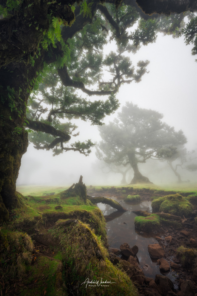Verzaubertes Waldreich (Hochformat) | Andre Wandrei - Nature Artworx - Realisiert mit Pictrs.com