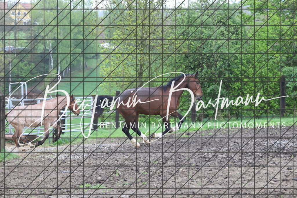 IMG_4255 | Benjamin Bartmann Photomoments