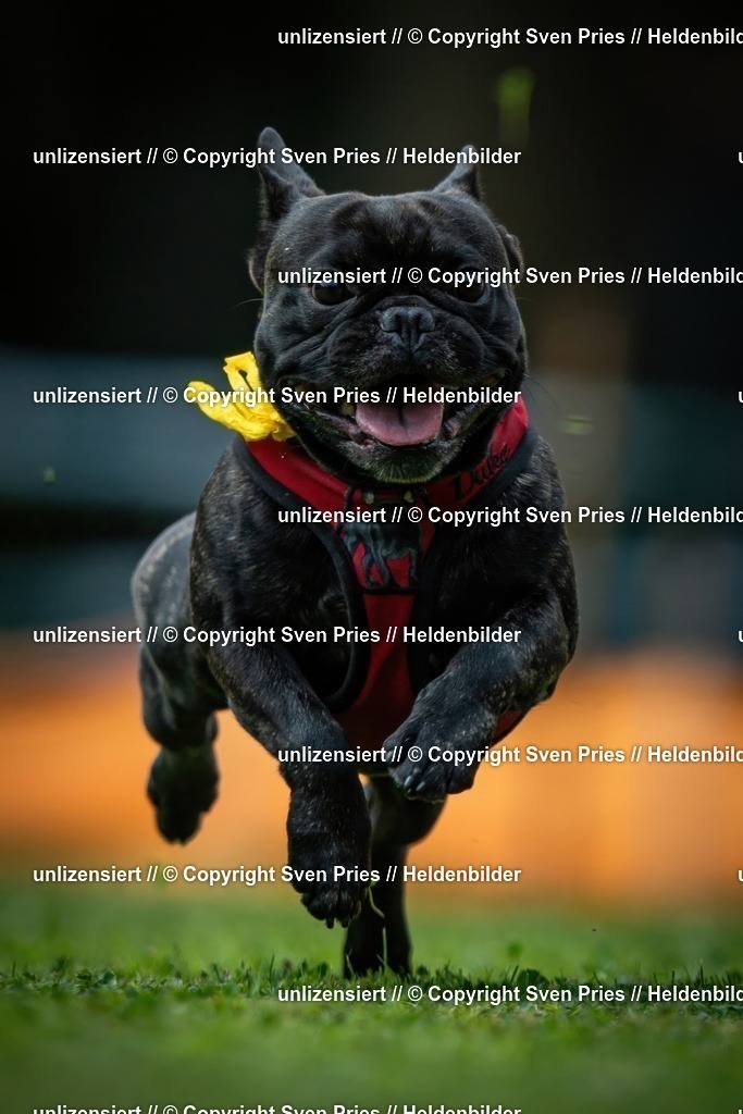 Sven Pries | 19. Allgemeines Hunderennen Karlsruhe Durlach - Realisiert mit Pictrs.com