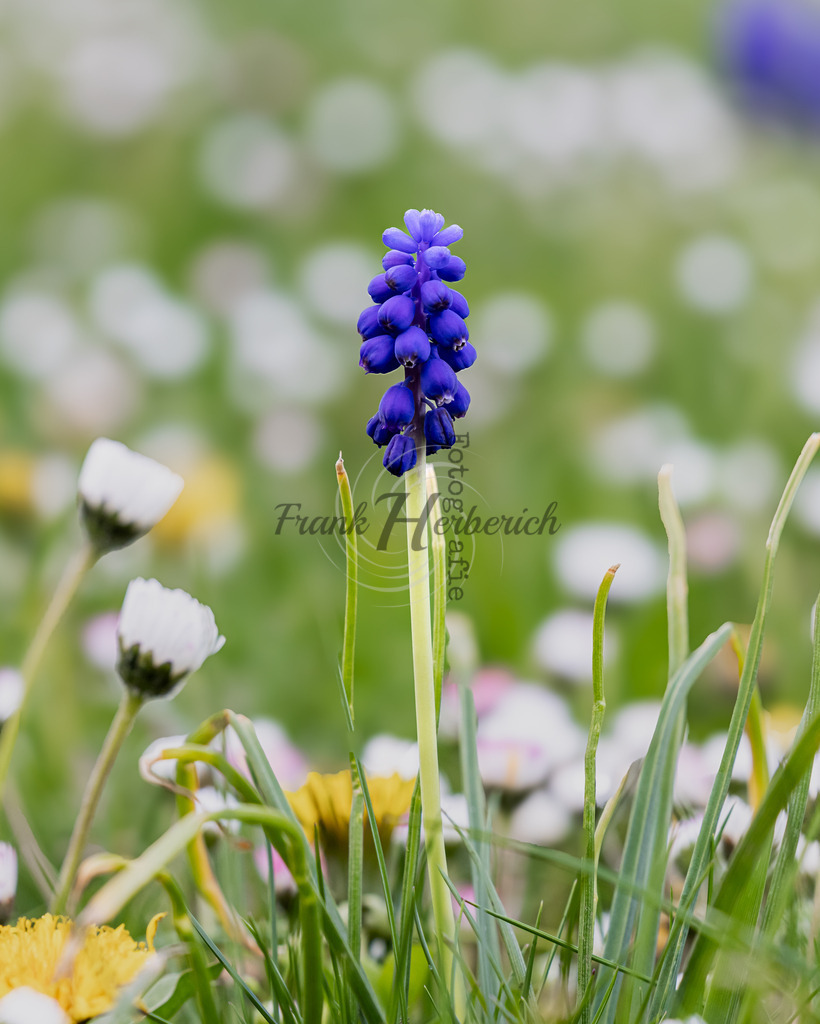 _X0A1108bea | Frank Herberich Fotografie, Frank Herberich, Fotografie, Hochzeit, Portrait, St. Peter Ording, Ording, Westerhever, Nordsee, Frank Fotografie, Hardheim,  Odenwald,Walldürn, Band,Eventfotografie - Realisiert mit Pictrs.com