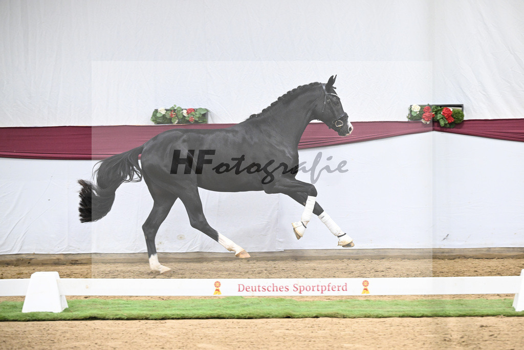 Kat-Nr. 130 Don Romance x Christ_Corinna Raedecke_47254127 | hf-fotografie - Realisiert mit Pictrs.com