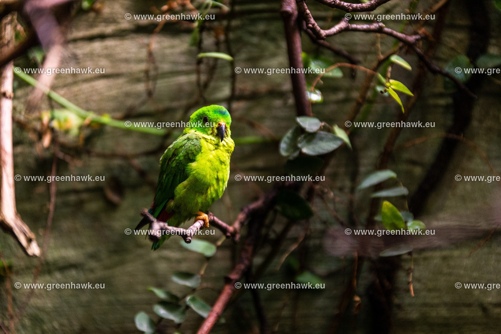 _MG_9069 | Greenhawks Bilder Shop für Landschaften, Urban, Tiere und weiteres als Poster Leinwand oder Fotogeschenk für Ostern Weihnachten oder Geburtstag  - Realisiert mit Pictrs.com