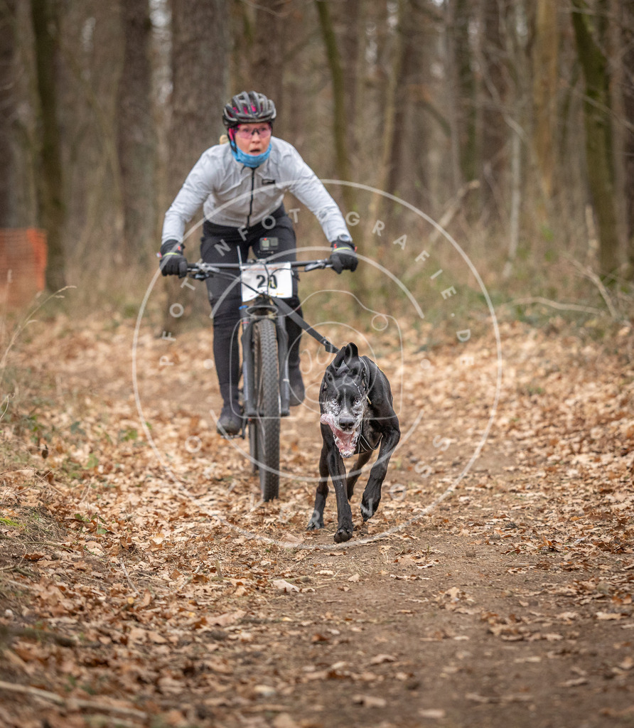 Pfotenfotografie_DV3A7422 | Hundefotografie, Tierfotograf, Pfotenfotografie, Fotoshooting Hund, Hunde Portrait, Hundesport, Hundeportraits, Heideshooting, Hunde, Sportfotograf, Hundefotograf, Turnierhundsport, THS,  - Realisiert mit Pictrs.com