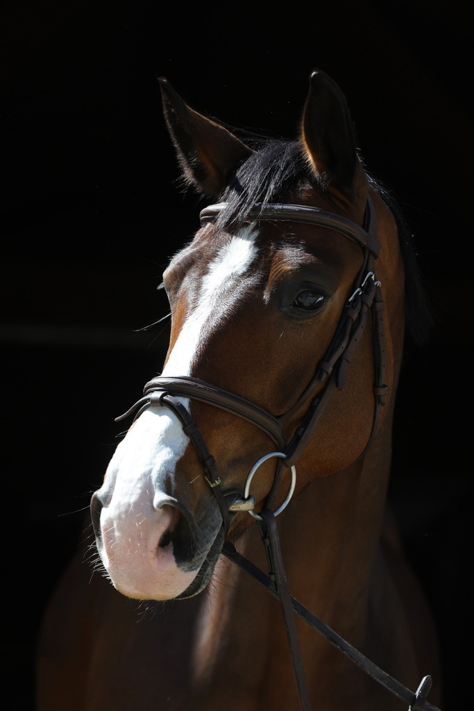 0P6A8702 | Willkommen bei Brunnmayr - Design & Fotografie – Ihrem Spezialisten für Reitturniere und Pferdeveranstaltungen in Oberösterreich, Salzburg und Bayern! Seit über 17 Jahren sind wir leidenschaftlich dabei.