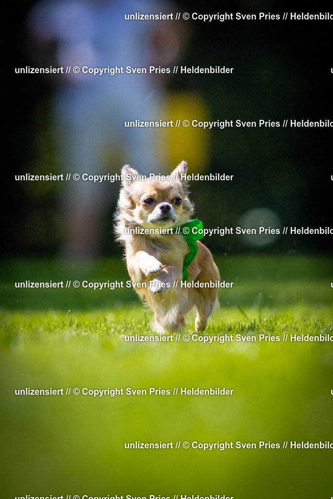 Sven Pries | 2025-08-10 - Hunderennen Durlach - Realisiert mit Pictrs.com