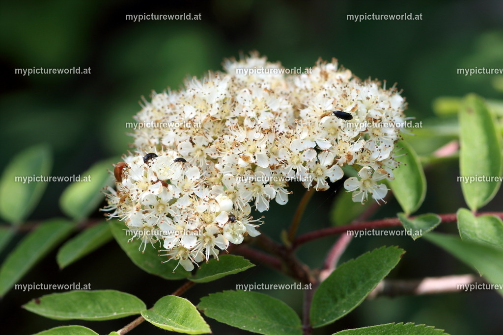 Vogelbeere-008 | Das Bilderarchiv über Tiere, Planzen und Landschaften. In der Bilddatenbank finden Sie ein große Auswahl an hochwertigen Bilder für Ihre Werbung - Realisiert mit Pictrs.com