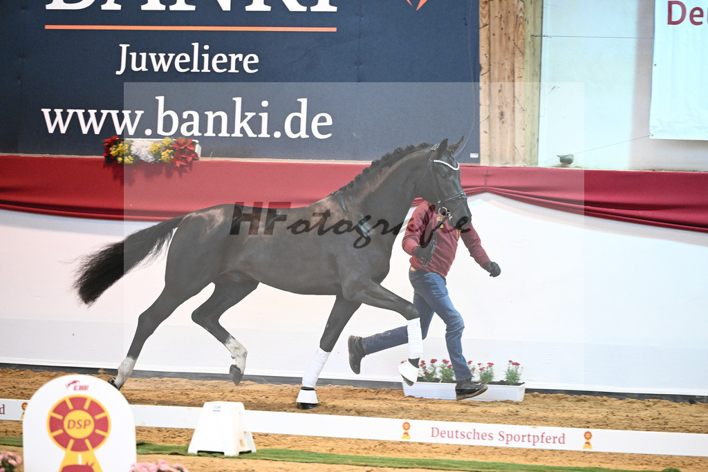 Kat-Nr. 49 Springbank II VH x Dante Weltino_Winklmaier_43232045 | hf-fotografie - Realisiert mit Pictrs.com