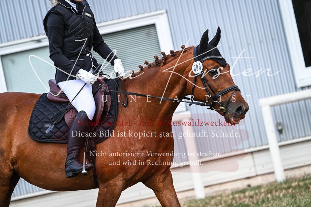 DSC_8206 | Pferde- und Turnierfotografie in Westsachsen. Pferdeportraits, Auftragszeichnungen und intuitive Kunst.