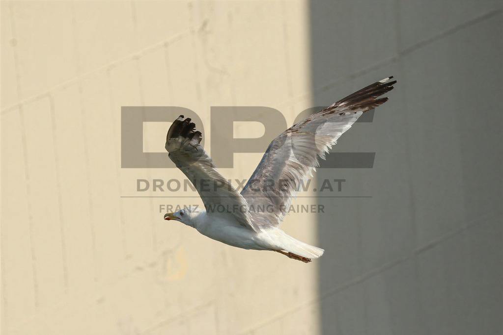 Yellow-legged Gull (Larus michahellis) | Yellow-legged Gull (Larus michahellis), a large gull species commonly found along Mediterranean coasts, rocky shorelines, harbours and coastal areas. - Realisiert mit Pictrs.com