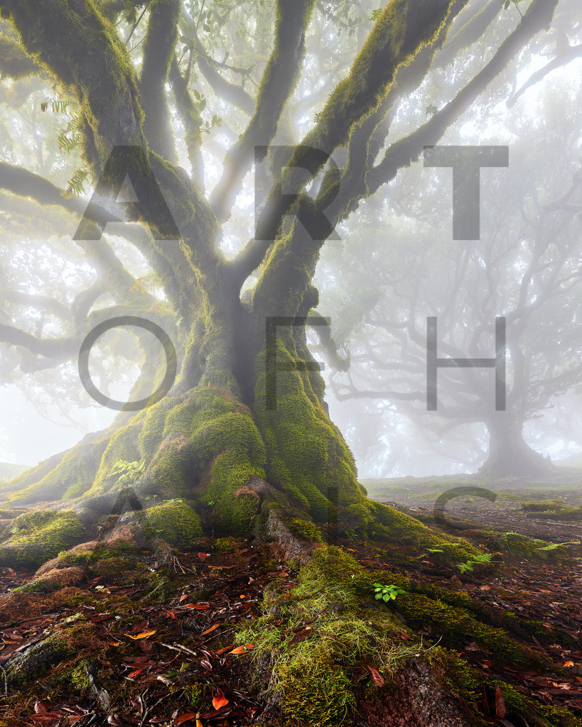 Ein Hans Fineart Original | Entdecke die Kunst von Hans Fineart - Fotografien für dein Zuhause. Verwandle deine Wände mit einzigartigen Kunstwerken und bringe die Schönheit der Welt in dein Leben. Bestelle jetzt und schaffe einen Ort der Inspiration und Eleganz.