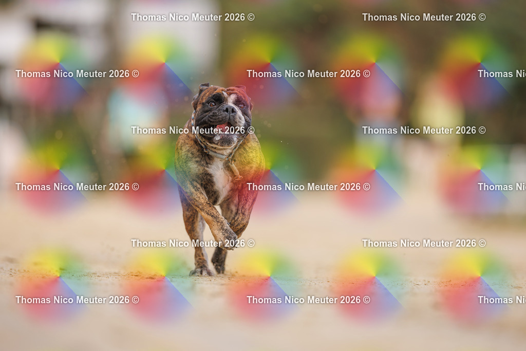 Thomas_Nico_Meuter(C)_03. Oktober 2026_223A5923 | Bild von Thomas Nico Meuter - Realisiert mit Pictrs.com