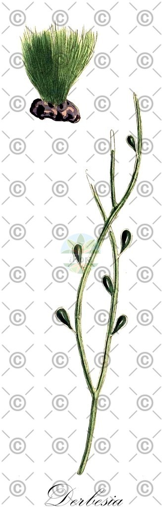 HistAbb_wfo-0000641744_1_ENZY_Simple | Historische Abbildung von Derbesia - Derbesiaceae (0) | Historical Illustration of Derbesia - Derbesiaceae (0)