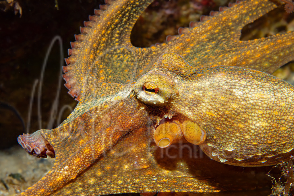 Octopus vulgaris | Cast: Pulpo de roca, Ang: Common octopus, Fr: Pienoire, poulpe,  Al: Krake - Realisiert mit Pictrs.com