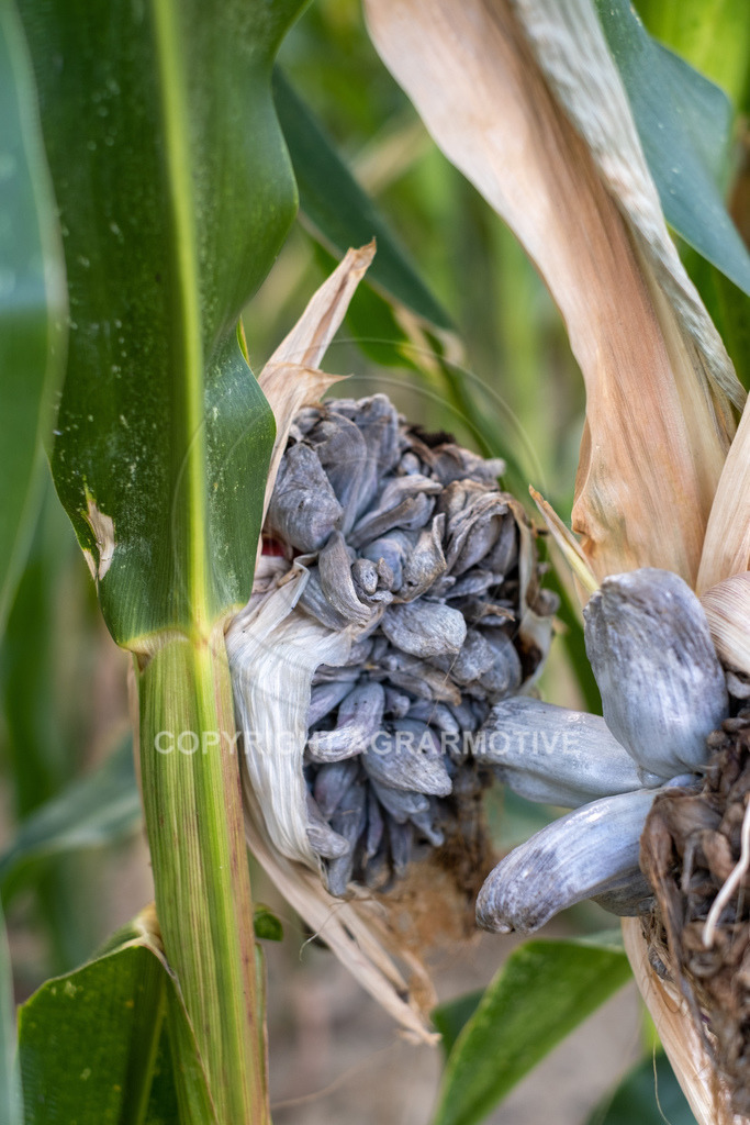 20220829-DSCF2933 | Pizerkrankung im Mais - Realisiert mit Pictrs.com