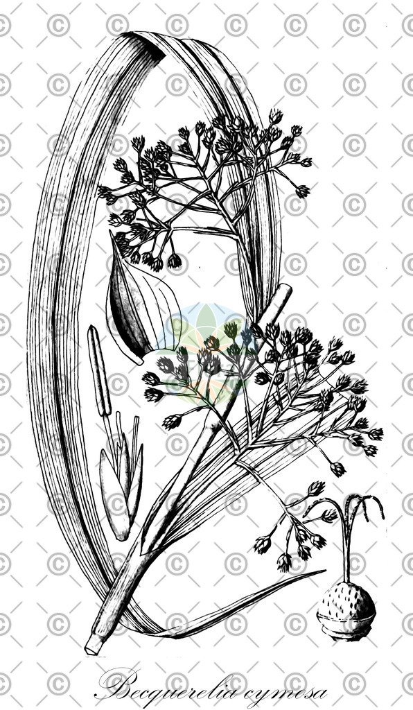 HistAbb_wfo-0000341039_1_ENZY_Simple | Historische Abbildung von Becquerelia cymosa - Cyperaceae | Historical Illustration of Becquerelia cymosa - Cyperaceae