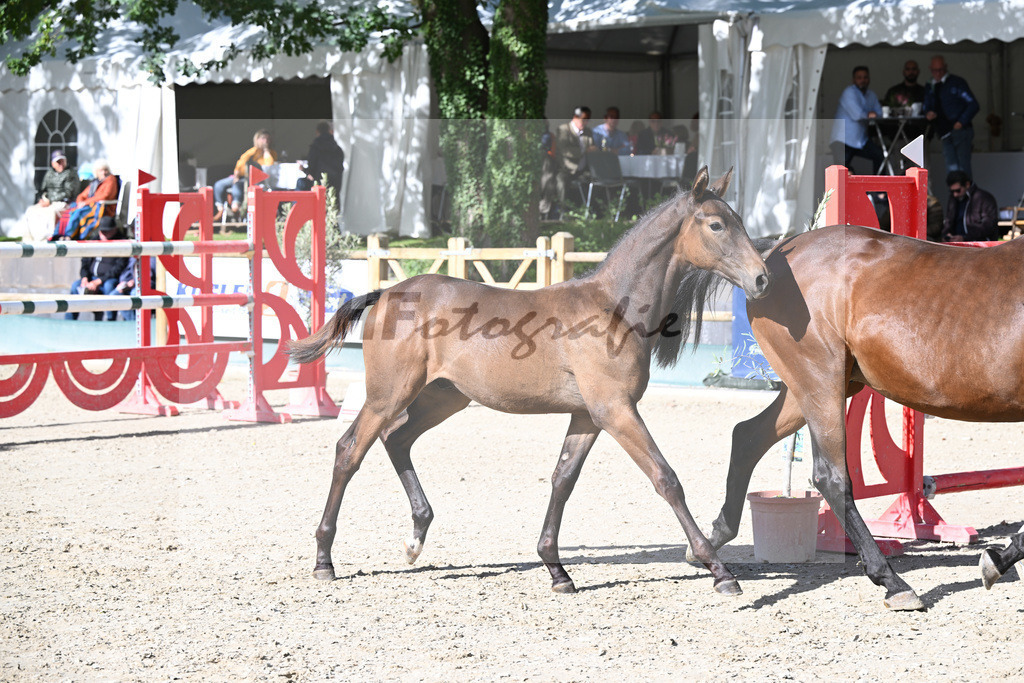 Fohlenauktion Next Chance_49220336 | hf-fotografie - Realisiert mit Pictrs.com