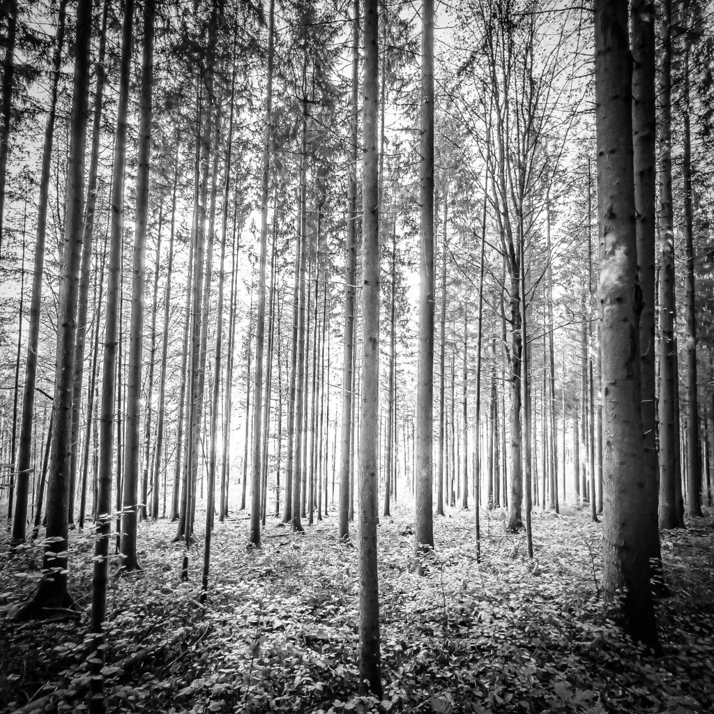 Im Herbst-Wald bei Seltisberg | black/white, bnw - Realisiert mit Pictrs.com