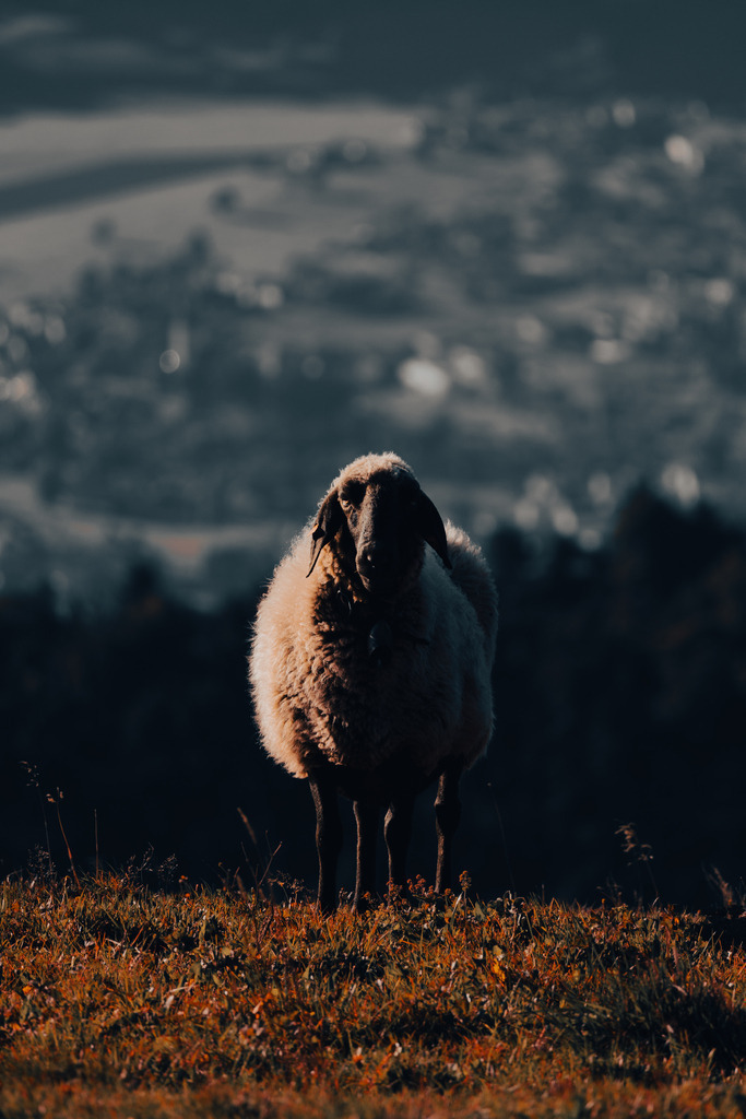 Das Schaf | Ich bin ein Fotograf aus Berlin und fotografiere aus Spaß an der Freude :) Meinen Motiven setze ich keine thematischen Grenzen. Somit bin ich beispielsweise in der Tierfotografie, Landschaftsfotografie, Sportfotografie sowie Streetphotography anzutreffen.