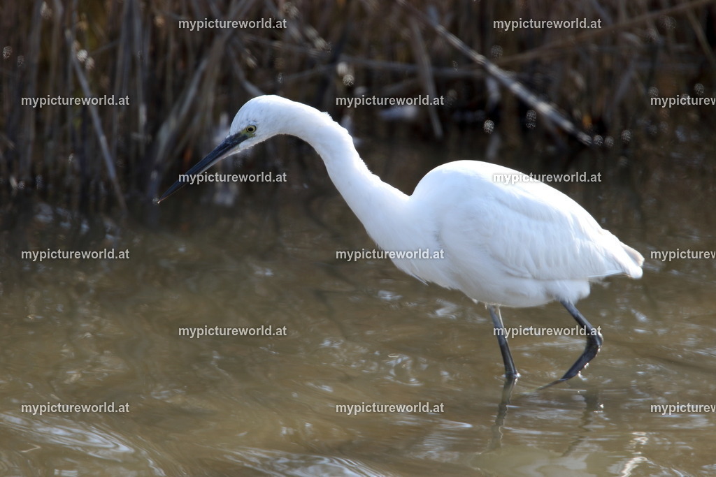 Seidenreiher-120 | Das Bilderarchiv über Tiere, Planzen und Landschaften. In der Bilddatenbank finden Sie ein große Auswahl an hochwertigen Bilder für Ihre Werbung - Realized with Pictrs.com