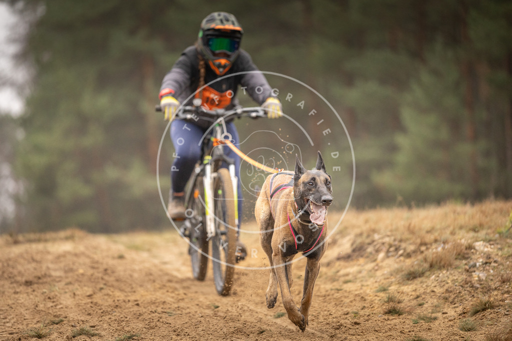 Pfotenfotografie_DV3A3207 | Hundefotografie, Tierfotograf, Pfotenfotografie, Fotoshooting Hund, Hunde Portrait, Hundesport, Hundeportraits, Heideshooting, Hunde, Sportfotograf, Hundefotograf, Turnierhundsport, THS,  - Realisiert mit Pictrs.com
