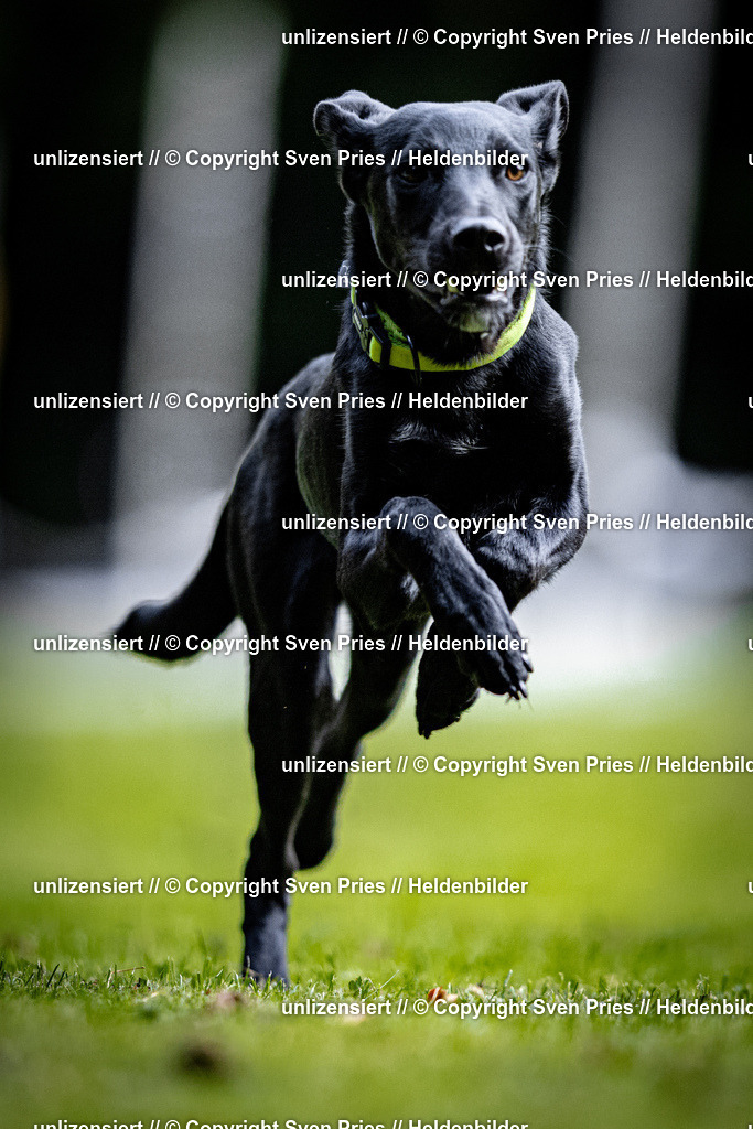 Sven Pries | 2025-10-03 - Hunderennen Obergrombach - Realisiert mit Pictrs.com