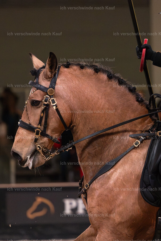 JoseraCup-144 | working equitationturnier fotograf videograf stoibphotography marixx film working equitation deutschland reitsport turnierfotografie eventfotografie equestrian events