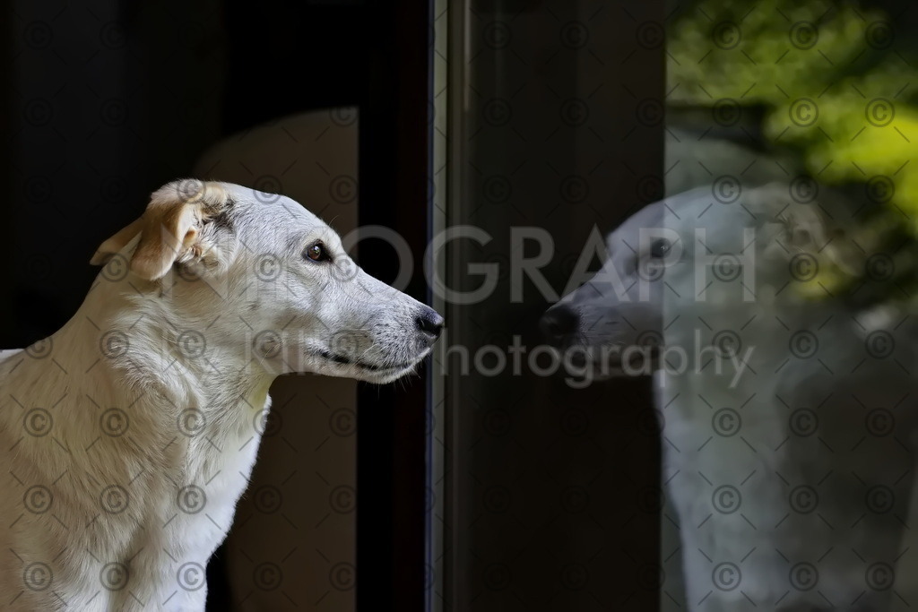 Hund am Fenster | Ein Hund schaut andächtig aus dem Fenster. In der Fensterscheibe spiegelt sich die Hundeschnauze vor dem grünen Bokeh der Wiese.