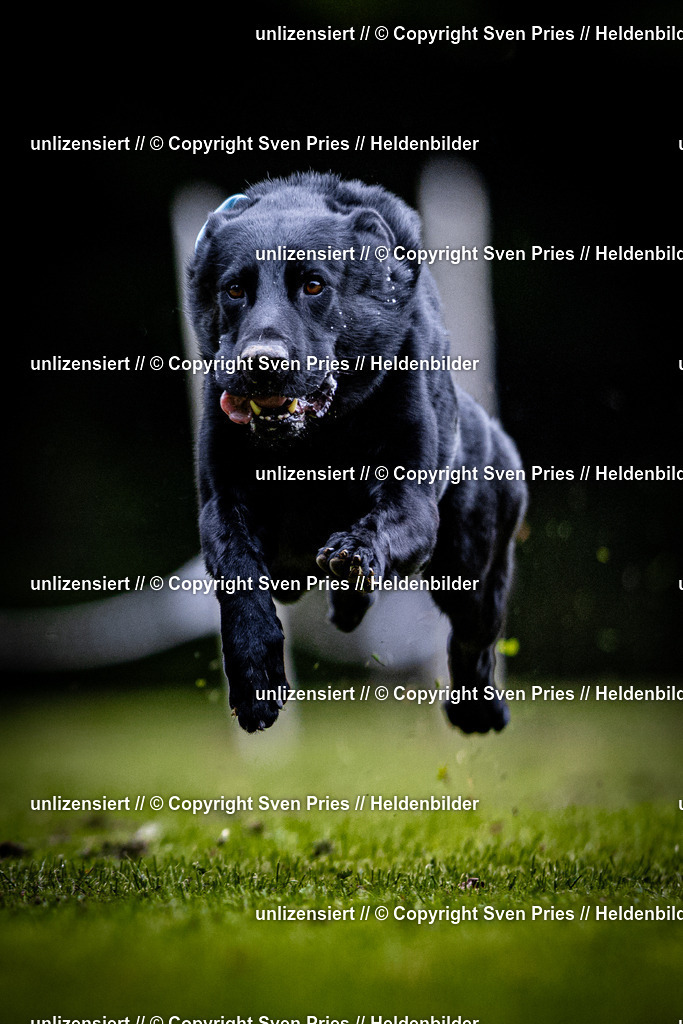 Sven Pries | 2025-10-03 - Hunderennen Obergrombach - Realisiert mit Pictrs.com