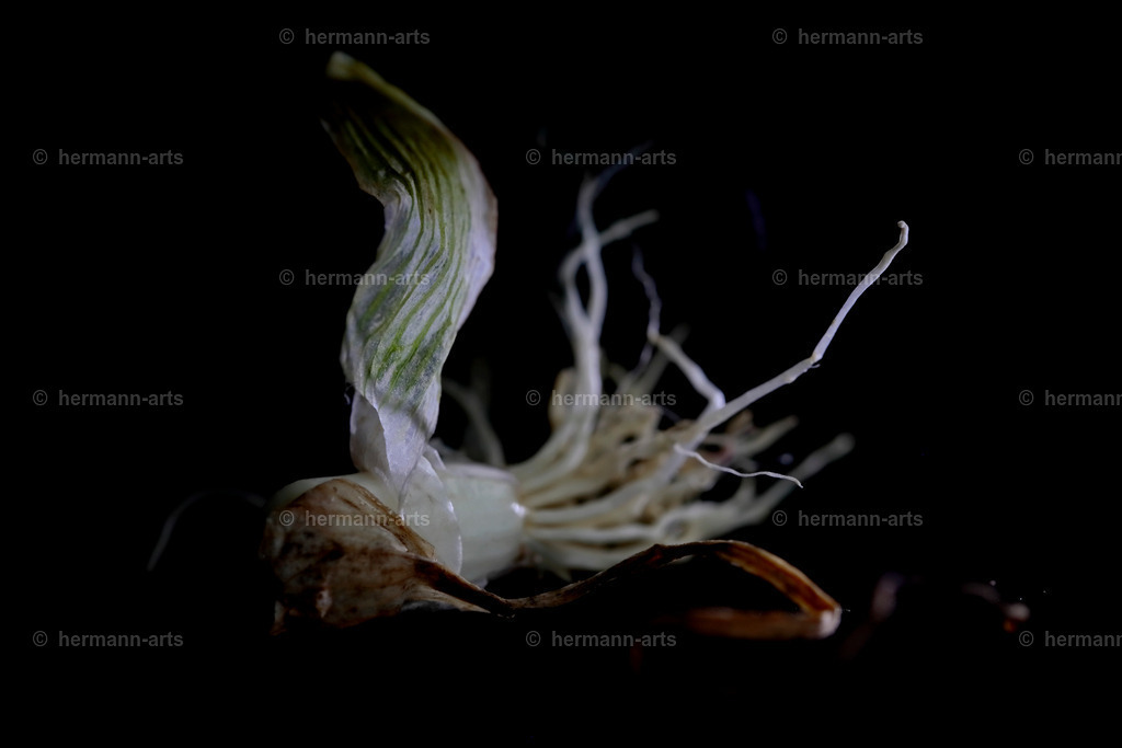 Fruits-Art-020 | Photo Foto Kunst Art schwarzweiss Bilder Rheine Münster Berlin Blumen 