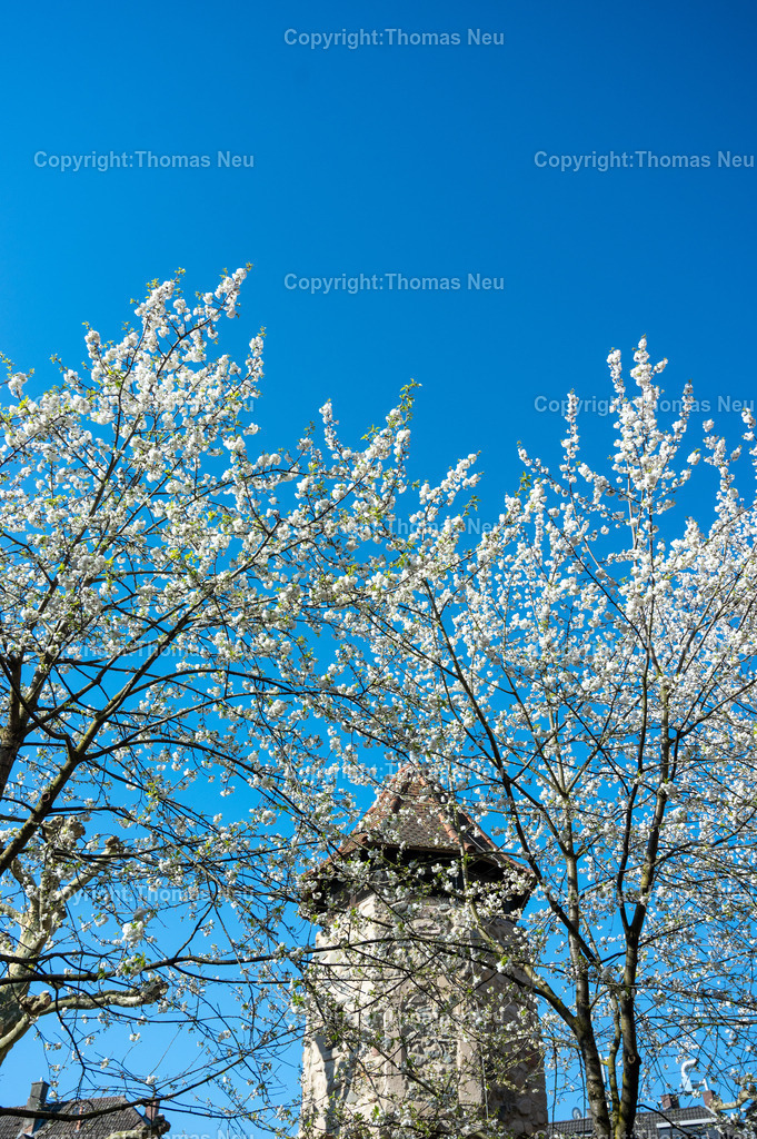 rinnentorturm-bensheim-fruehling-blueten-bergstrasse-Fotografie-Thomas_Neu.jpg-12 | Das Rinnentor in Bensheim, ein Wahrzeichen der Stadt, /Wikipedia: Der Rinnentorturm ist ein Rest der mittelalterlichen Stadtbefestigungsanlage, die im 13. und 14. Jahrhundert zur Sicherung der Stadt Bensheim errichtet wurde. Das Rinnentor, so wird heute vermutet, sollte den westlichen Abfluss der Lauter aus der Stadt heraus sichern. Ursprünglich bestand das Rinnentor aus einem mittleren Baukörper mit hohen Korbbogenöffnungen sowie Schlüsselscharten in der westlichen Mauer des Wehrganges. Im Norden fügte sich der heutige Rinnentorturm an, weiter südlich der Sicherungsbau. In der ersten Hälfte des 18. Jahrhunderts wurde die Lauter nach Norden verlegt und die südliche Stadtmauer abgebrochen, um einen westlichen Stadtausgang zu schaffen. 1885 wurde dann dieses Stadttor auf Betreiben einiger Bürger bis auf den heutigen Rinnentorturm abgebrochen. Als Gründe wurden verkehrstechnische Probleme (eine zu enge Durchfahrt für Kutschen) sowie eine angebliche Baufälligkeit angeführt. Die Stadt Bensheim gab damit eines ihrer Wahrzeichen auf. Ein Verlust, den man bald realisierte und der noch heute im Bewusstsein vieler Bensheimer Bürger vorhanden ist.[1],Bild: Thomas Neu