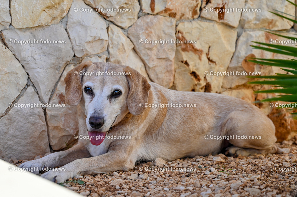 Kroatien_ 2022-9 | 11.09.2022, Kroatien, HRV, Gespannschaft Split-Dalmatien im Bild Vinišće