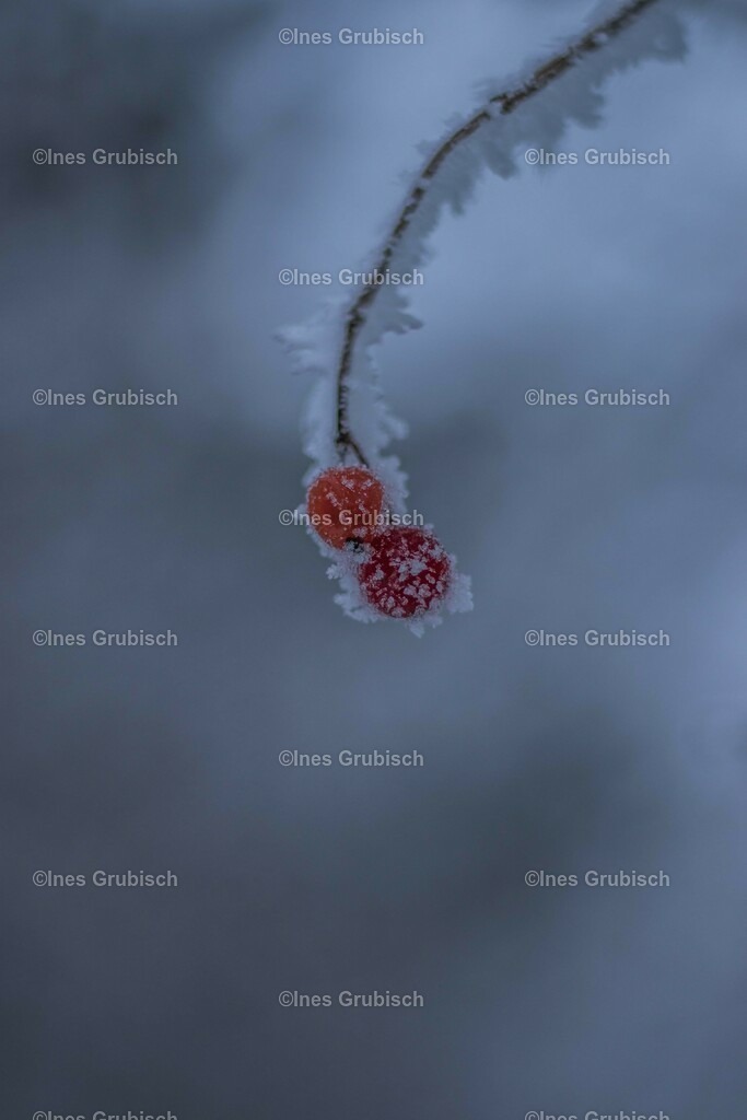 Vogelbeere mit Eiskristallen | Lila Lubbenbomm - Artwork by Ines Grubisch - Realisiert mit Pictrs.com