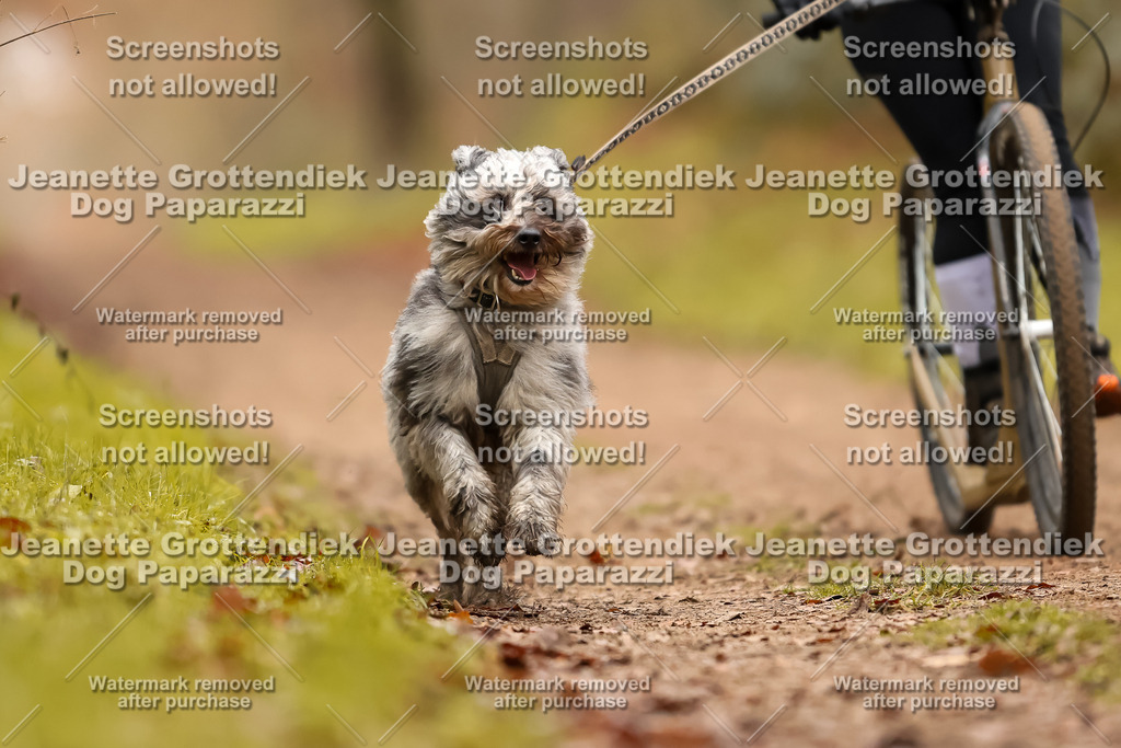 Dog Paparazzi - Speedhunter Mannheim  2025-444 | Dog Paparazzi Jeanette Grottendiek Fotografie & Videografie