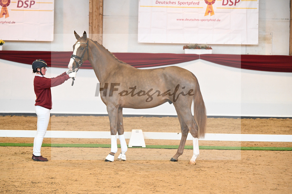 Kat-Nr. 5 v. Benicio_Wille_66221610 | hf-fotografie - Realisiert mit Pictrs.com
